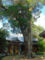 慶雲寺の柏槙　全体