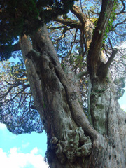 慶雲寺の柏槙　アップ