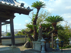 光明寺の蘇鉄