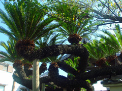 光明寺の蘇鉄　近くに寄ってみました
