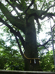 真妻神社のホルトノキ