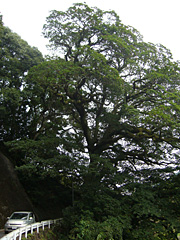 真妻神社のホルトノキ