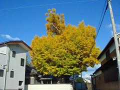 丹川地蔵堂のイチョウ