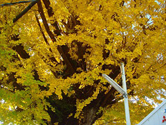 丹川地蔵堂のイチョウ