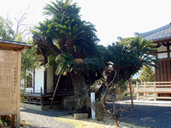 勝専寺のソテツ