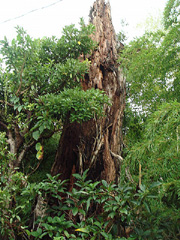 正覚寺のタブノキ
