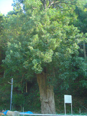 東光寺のナギ全体
