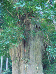 東光寺のナギ　アップ
