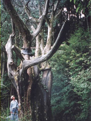 ビャクシンの大樹