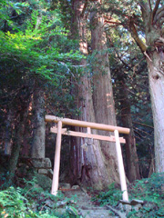八幡神社の大杉