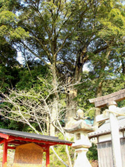 日吉神社のイチイガシ