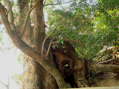 岩田神社の樟樹アップ