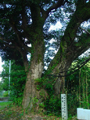 唐楠の大木