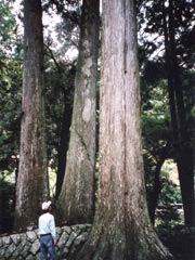 三豊神社の大杉