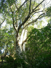 篠原八幡神社の社叢