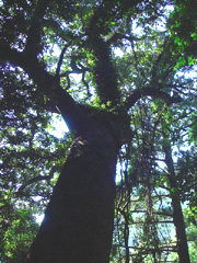 住吉神社のおがたまの木