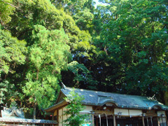 住吉神社の社叢