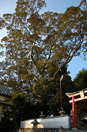 安宅八幡のイチイガシ