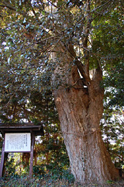 安宅八幡のイチイガシ