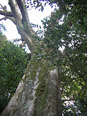 江住薬師のムクの木