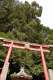 山王神社のほるとのき