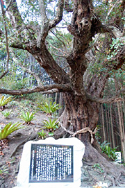 子安地蔵のうばめがし