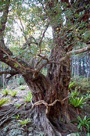 子安地蔵のうばめがし