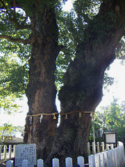 ２つに分かれた幹