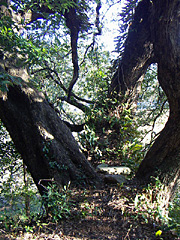 うばめがしの老大樹