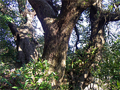 うばめがしの老大樹