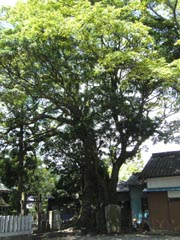 天神社のホルト、樟
