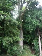 ケヤキの老樹