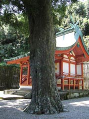 八幡神社のナギ