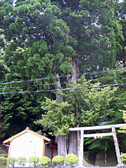 椙吉神社の大杉