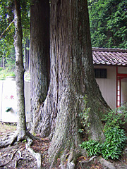椙吉神社の大杉
