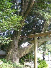 諏訪神社のツブラジイ