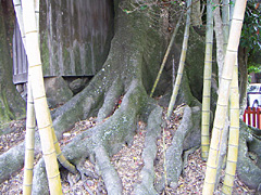 佐野のホルトノキ