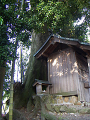 佐野のホルトノキ