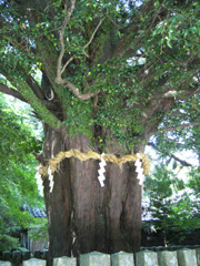 熊野速玉大社のナギ