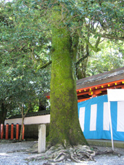熊野速玉大社のオガタマノキ
