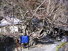 佐部の藤とムクロジ