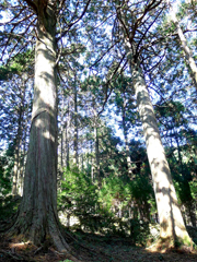 桧の大木