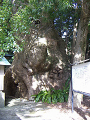 宮の大楠