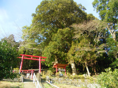 若宮八幡神社の社叢
