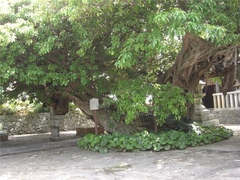 龍王神社のアコウ