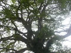 古田家のエノキ