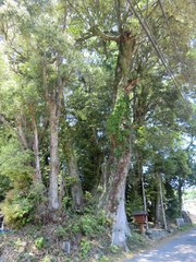 祓戸王子のイチイガシ