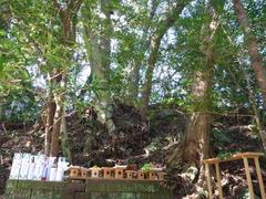 祓い神社の社叢