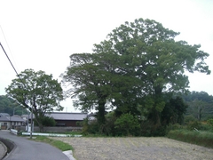 古田家の屋敷林