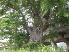 丹生明神の銀杏